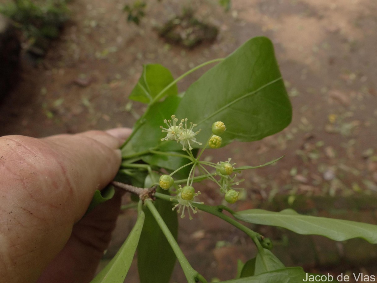 Blachia umbellata (Willd.) Baill.